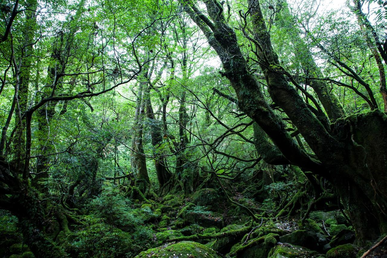 Ananda Chillage Yakushima Hotel Jakusima Kültér fotó